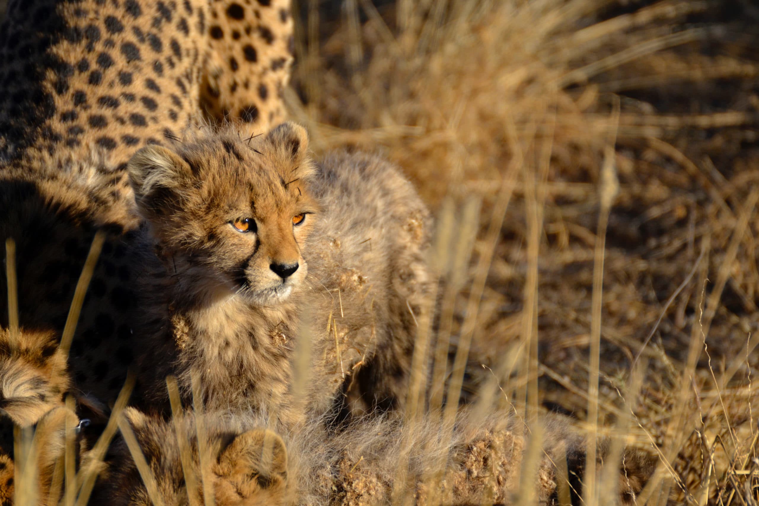 CVC Web Solutions is proud to Support the Global Conservation Corps